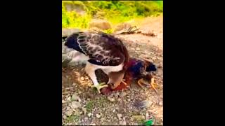 Must Watch birds animals hunts nature wildlife amazing shorts youtubeshorts [upl. by Yhpos]