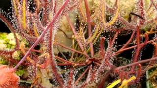 Drosera binata  The ForkedLeaf Sundew Carnivorous Plant [upl. by Eecak490]