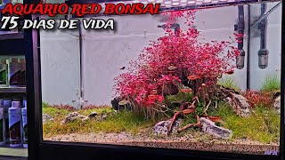 AQUÁRIO BONSAI COM PLANTAS VERMELHAS APÓS 75 DIAS [upl. by Venetis810]