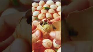 Chinese fertilized egg eating trending subscribe youtubeshorts [upl. by Ellebyam]