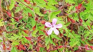 Storchenschnabel Geranium robertianum [upl. by Anitsirhk]