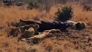 Plains Camp Male Lions Reunited with Ximungwe Pride on Buffalo Kill  26 August 2024 [upl. by Llertnek]