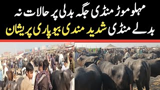 Today Malumor Mandi Jhang  Buffalo Fresh Rates Update  Buffalo Mandi 2023 [upl. by Rosse656]