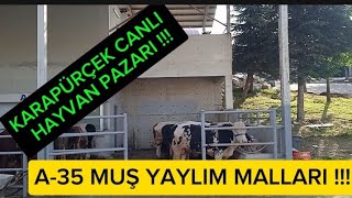 KARAPÜRÇEK CANLI HAYVAN PAZARI  A35 MUŞ YAYLIM MALLARI  2024 kurbanlık fiyatları [upl. by Ahsimit]