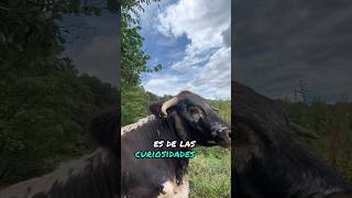 VACAS 👉CURIOSIDADES 🐄🐮 [upl. by Anelrad]