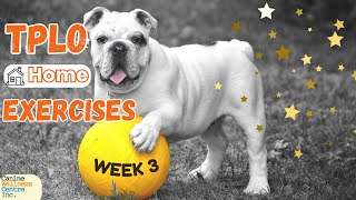 Exercises post TPLO to help your dog recover fasterweek3 [upl. by Danica444]