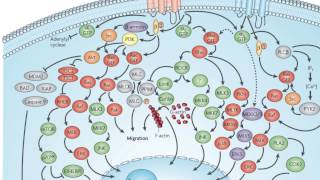 J Silvio Gutkind PhD Chief Oral and Pharyngeal Cancer Branch NIHNIDCR [upl. by Caines]