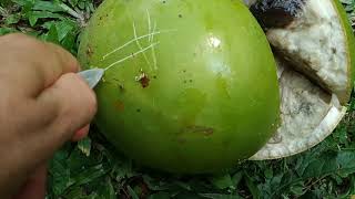 Eating fresh calabash  miracle fruit Crescentia cujete [upl. by Llecrup109]