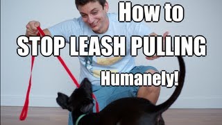 How to Train Your Dog to NOT PULL on the Leash [upl. by Eelarual]