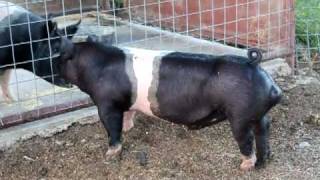 4 month old boar feb 15 2010 bred by G5 Farms [upl. by Edora]