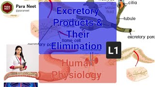 Excretory products and Their Elimination Lecture 1 [upl. by Buckley]