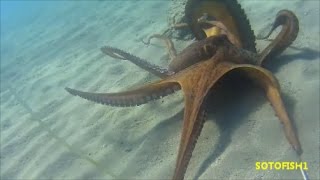 GREECE SPEARFISHING OCTAPUS 4 ΚΙΛΑ ΧΤΑΠΟΔΙ ΜΕ ΜΥΑΛΟSOTOFISH1 [upl. by Ahsiened586]