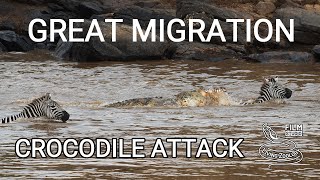 Great migration of wildebeests Mara river crossing with crocodile attack wildlife Kenya [upl. by Ronald]