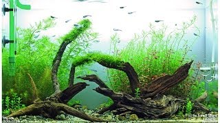 by the Forest Shore  Day 35  ADA 60 cm Aquarium [upl. by Isleen]