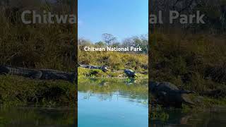 Chitwan National Park crocodile sauraha Nepal [upl. by Salsbury74]