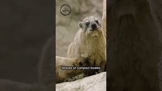 Hyraxes Animal The Amazing Animal Youve Never Heard Of youtubeshorts animalfacts [upl. by Nyleaj453]