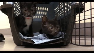 Fostering Kittens With Cerebellar Hypoplasia [upl. by Notlimah]