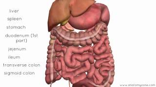 Peritoneal Cavity Part 4 Intraperitoneal and Retroperitoneal Organs Anatomy Tutorial [upl. by Atinad]