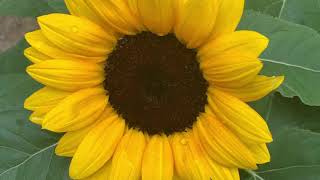 Growing Sunflower at home Dollar tree sunflower seeds Growing sunflower from seeds [upl. by Allekim]