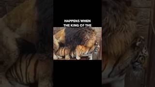 The Liger the Majestic Hybrid of Lion and Tiger animals animalfacts animalshorts [upl. by Zucker]