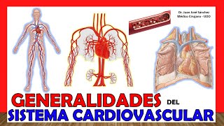 🥇 SISTEMA CIRCULATORIO en 18 Minutos Aparato Cardiovascular ¡Fácil y Sencillo [upl. by Ardnikat]