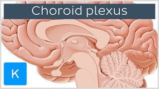 Choroid plexus Plexus Choroideus  Human Anatomy  Kenhub [upl. by Issor]