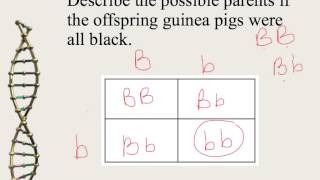 Mendelian Genetics and Punnett Squares [upl. by Renrut]