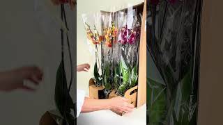 Fall Harvest Orchid Box Wholesale Fast Shipping Sustainable Orchids wholesaleplants plants [upl. by Dnalyag]