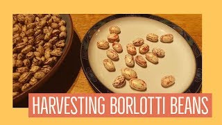 Paul Harvests the Borlotti Beans August 2018 [upl. by Novek]