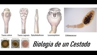 Práctica Biología de un cestodo [upl. by Eeldarb834]