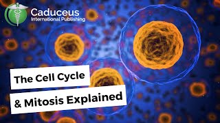 The Cell Cycle and Mitosis Explained With 3D Animations [upl. by Aicinet531]