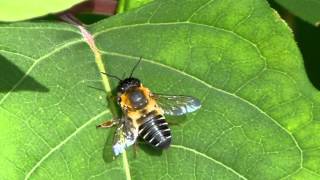 Megachile Leafcutter Bee スミスハキリバチの日光浴 [upl. by Erehs778]