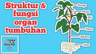 Struktur dan Fungsi Organ Pada Tumbuhan  Akar Batang Daun Bunga Buah Biji [upl. by Nesta599]