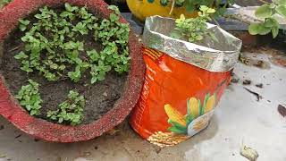 guldaudi ke plant ko kam se kam kitne chhote planter mein Laga sakte hainYouTubeviralblog [upl. by Tirma464]