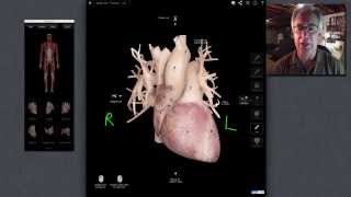 External Heart Anatomy [upl. by Oluas860]