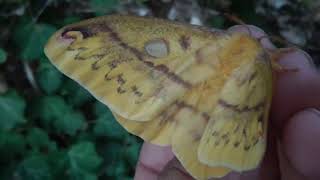 Squeaking Silkmoth  The actual moth Rhodinia fugax squeaking caterpillar final form [upl. by Nevin]