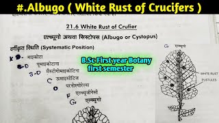 Albugo part1  White Rust of Crucifers  Albugo Structure and Reproduction BSc 1st year Botany [upl. by Keary258]