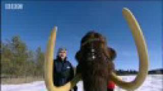 Evolution of the woolly mammoth  BBC science [upl. by Howlan146]