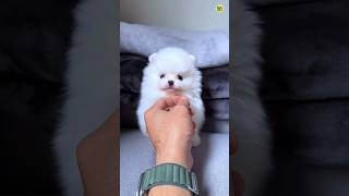 Cute Funny Pomeranian Dog viral Shorts Video  Pomeranian puppies shorts video viral shorts pets [upl. by Stillmann125]