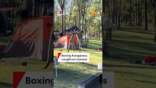 Campsite kangaroo brawl caught on camera [upl. by Niggem312]