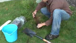 Evergreen Tree Planting Instructions [upl. by Noe]