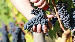 Vendemmia 2016 Brunello di Montalcino [upl. by Gerri]