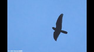 Malaysian EaredNightjar in Malaysia Selangor Peat Swamp Forest 20210109 [upl. by Prent]