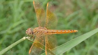 dragonfly  brachythemis contaminata  slender skimmer  insect video  dragonfly video  insect [upl. by Milone142]