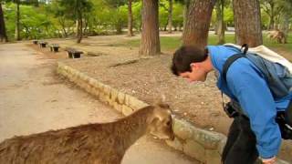 Bowing Deer in Nara Park [upl. by Milo107]