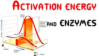 Activation energy and Enzymes Animation [upl. by Ajam]