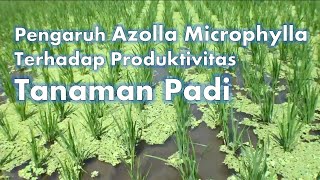 Azolla Microphylla Sebagai Pupuk Organik Padi  Revolusi Padi Organik Hemat Biaya [upl. by Nichani257]