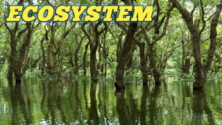 Ecosystem Types Components of Ecosystem Producers Consumers Decomposers [upl. by Ateuqal867]