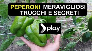 PEPERONI MERAVIGLIOSI TRUCCHI E SEGRETI  काली मिर्च उगाना [upl. by Bristow]