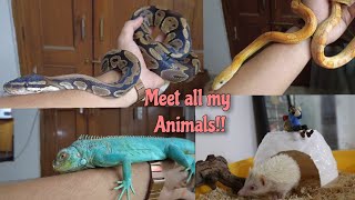 Meet all of my Pets [upl. by Nolak]